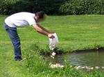 Voedertips voor watervogels